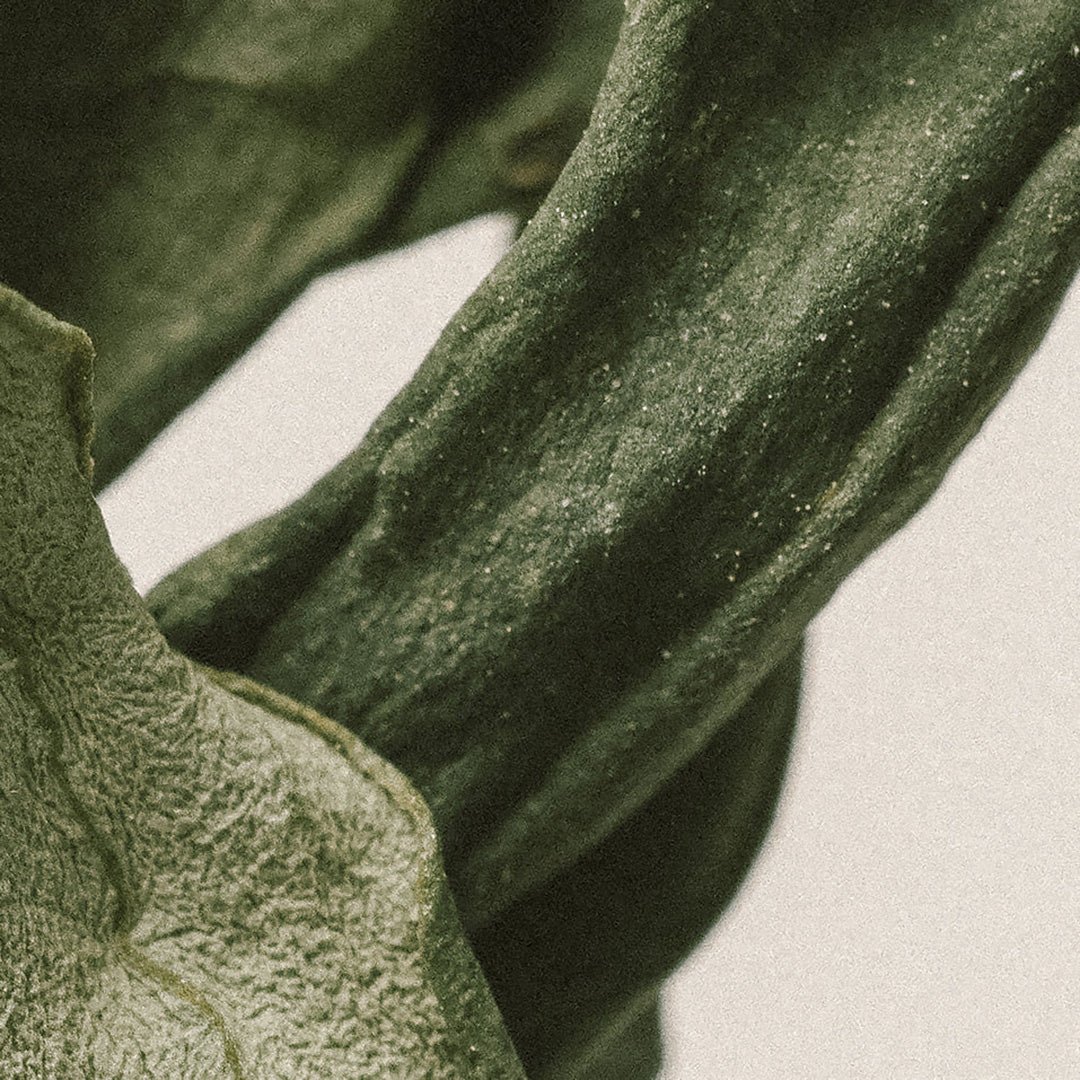 Botanical close-up